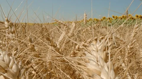 Wheat field Stock Footage 171559345