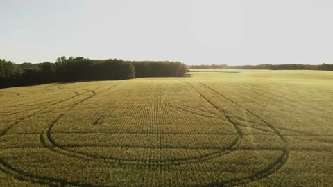 Wheat Field Video stock 171717999