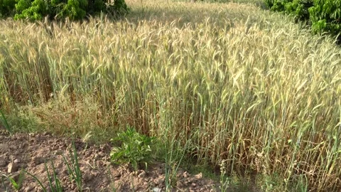 Wheat Field Stock Footage 181416884
