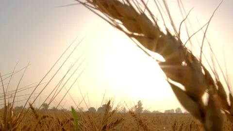 Wheat field Stock Footage 194320295