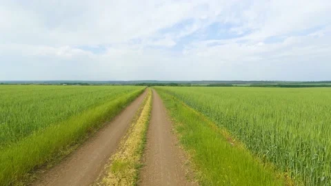 Wheat field Video stock 196787359