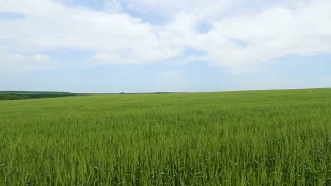 Wheat field 스톡 동영상 196787409