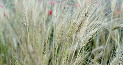 Wheat field Stock Footage 196968961