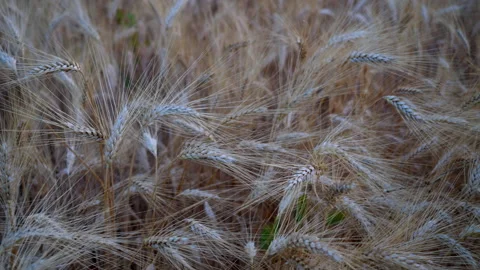 Wheat field Stock Footage 199134436