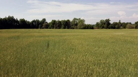 Wheat Field Stock Footage 199809877