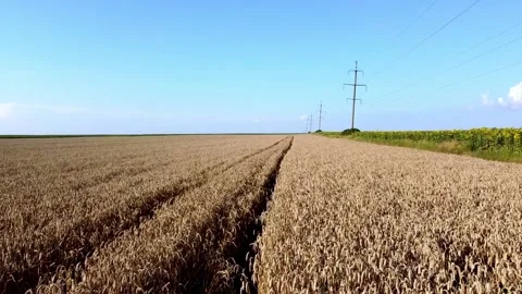 Wheat field Stock Footage 202606378