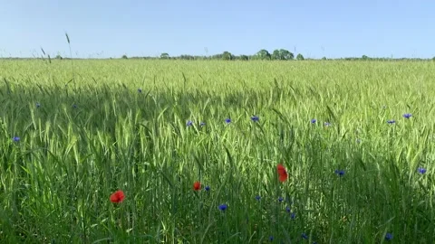 Wheat field Stock Footage 203532595