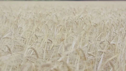 Wheat field Stock Footage 233272771