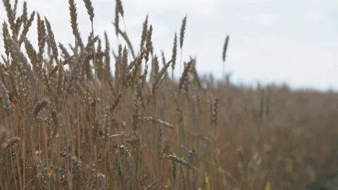 Wheat field Stock Footage 233708055