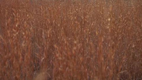 A wheat field Stock Footage 241351031
