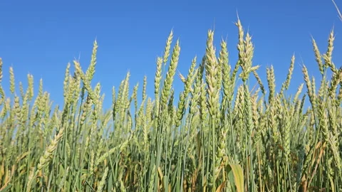 Wheat Field Stock Footage 247540197