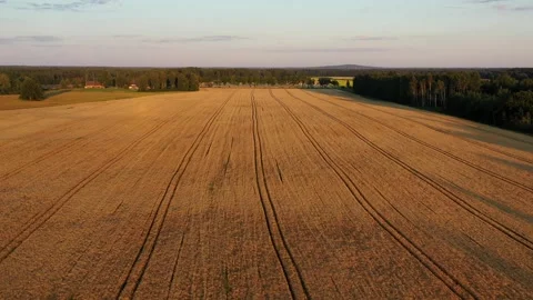 Wheat Field Stock Footage 248901846