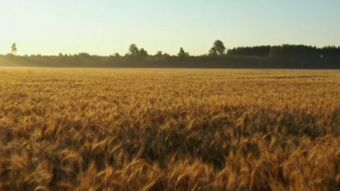 Wheat Field Stock Footage 248907981