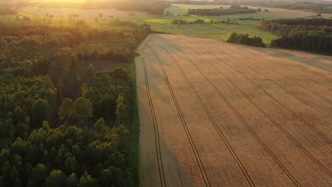 Wheat Field Stock Footage 248914183
