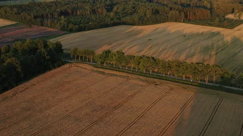 Wheat Field Stock Footage 248914184