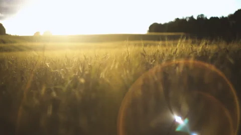 Wheat field Stock Footage 249311220