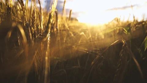 Wheat field Stock Footage 249311268