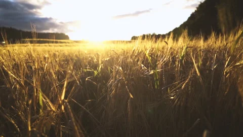 Wheat field Stock Footage 249311350