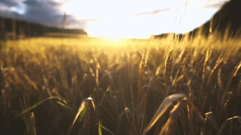 Wheat field Stock Footage 249311352