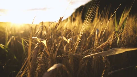 Wheat field Stock Footage 249311532