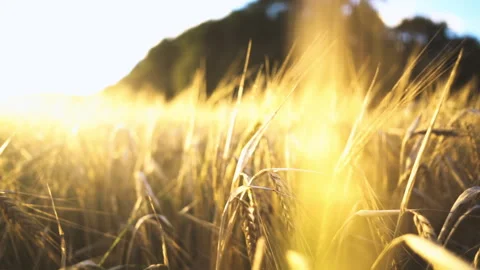 Wheat field Video stock 249311587