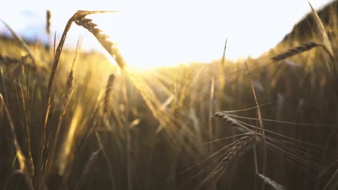 Wheat field Stock Footage 249311910