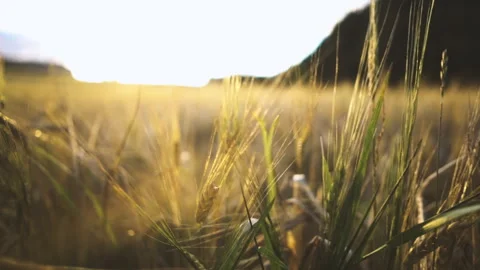Wheat field Stock Footage 249312034