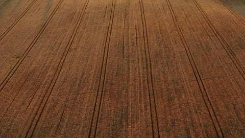 Wheat Field Stock Footage 249700334