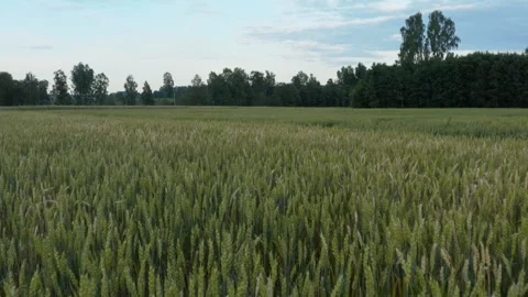 Wheat Field Stock Footage 249701856