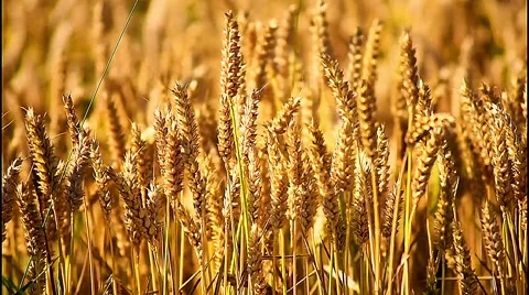 Wheat Field Stock Footage 249861259