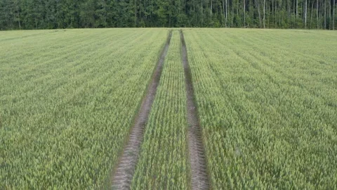 Wheat Field Stock Footage 250246029