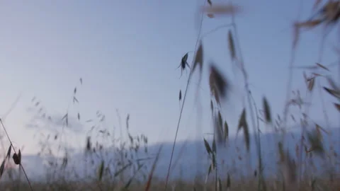 Wheat field Stock Footage 271325768