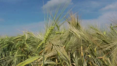 Wheat field Stock Footage 277268837