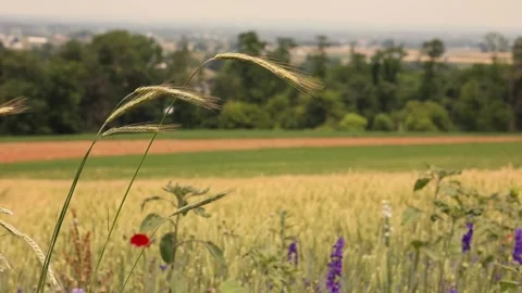 Wheat in the field 動画素材 278064380