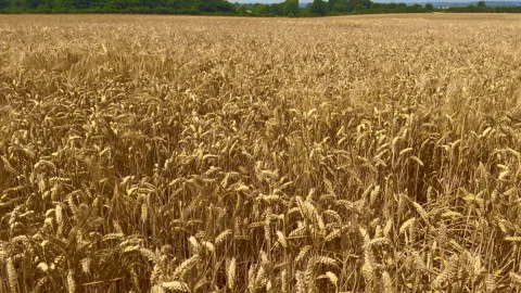 Wheat field Stock Footage 280792919