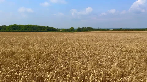 Wheat field Stock Footage 280792935