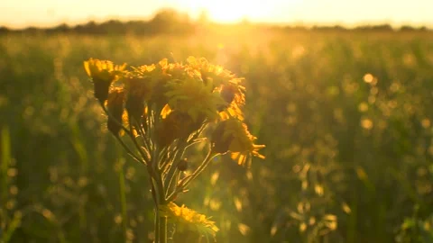 Wheat field Stock Footage 281592078