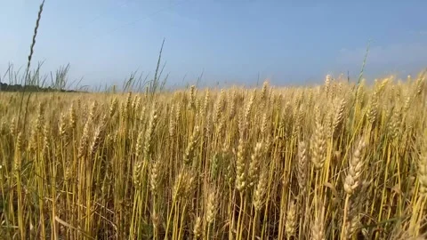 Wheat Field Video stock 285588412