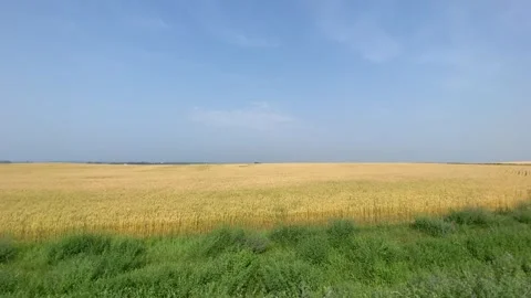 Wheat Field Video stock 285588418