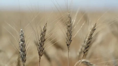 Wheat field Stock Footage 302887078