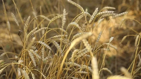 Wheat field Stock Footage 308740971