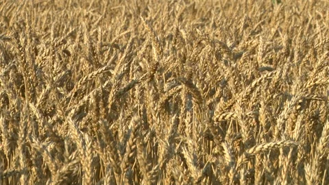 Wheat Field Vídeo Stock 332415012