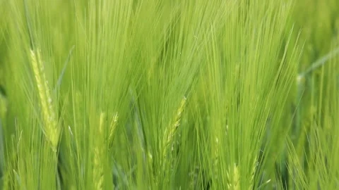 Wheat in a field 库存影片 335203354