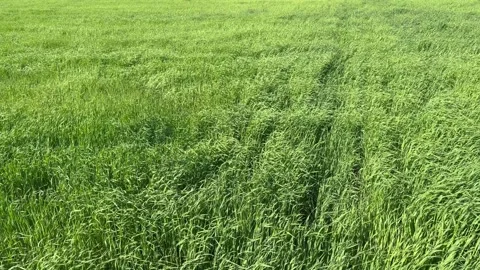 Wheat field Stock Footage 340530678