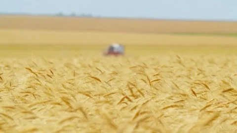 Wheat field in foreground in focus, combine harvester rides in background in Stock Footage 139475003