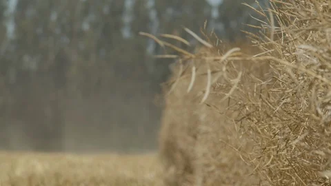 Wheat field with a forest in the distance Stock Footage 125058973