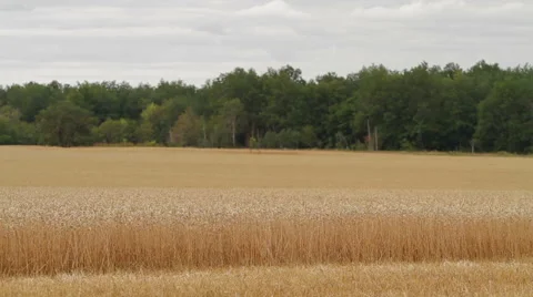 Wheat field Forest Sky Stock Footage 58091102