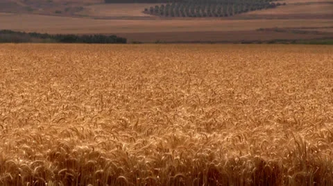Wheat Field in Galilee Stock Footage