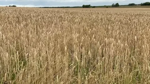 Wheat field gently blowing in the breeze Stock-Footage 291805039