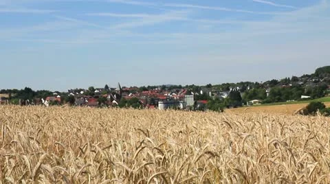 Wheat field in Germany Video stock 11498612
